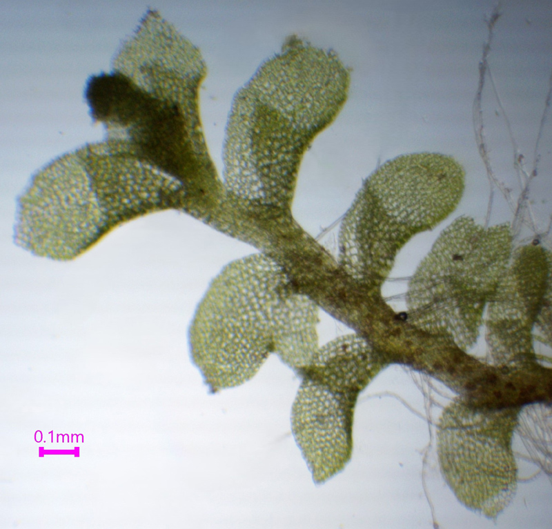 Scapania mucronata